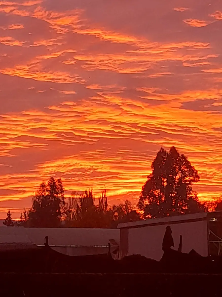 Cielo naranja al atardecer sobre siluetas de árboles