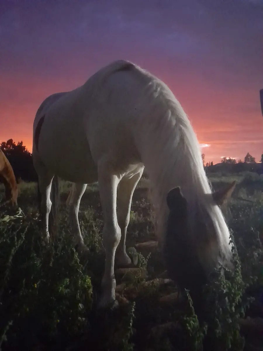 Caballo blanco pastando frente a un cielo rojizo
