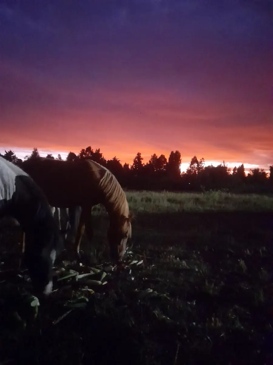 Caballos pastando bajo cielo violeta al atardecer