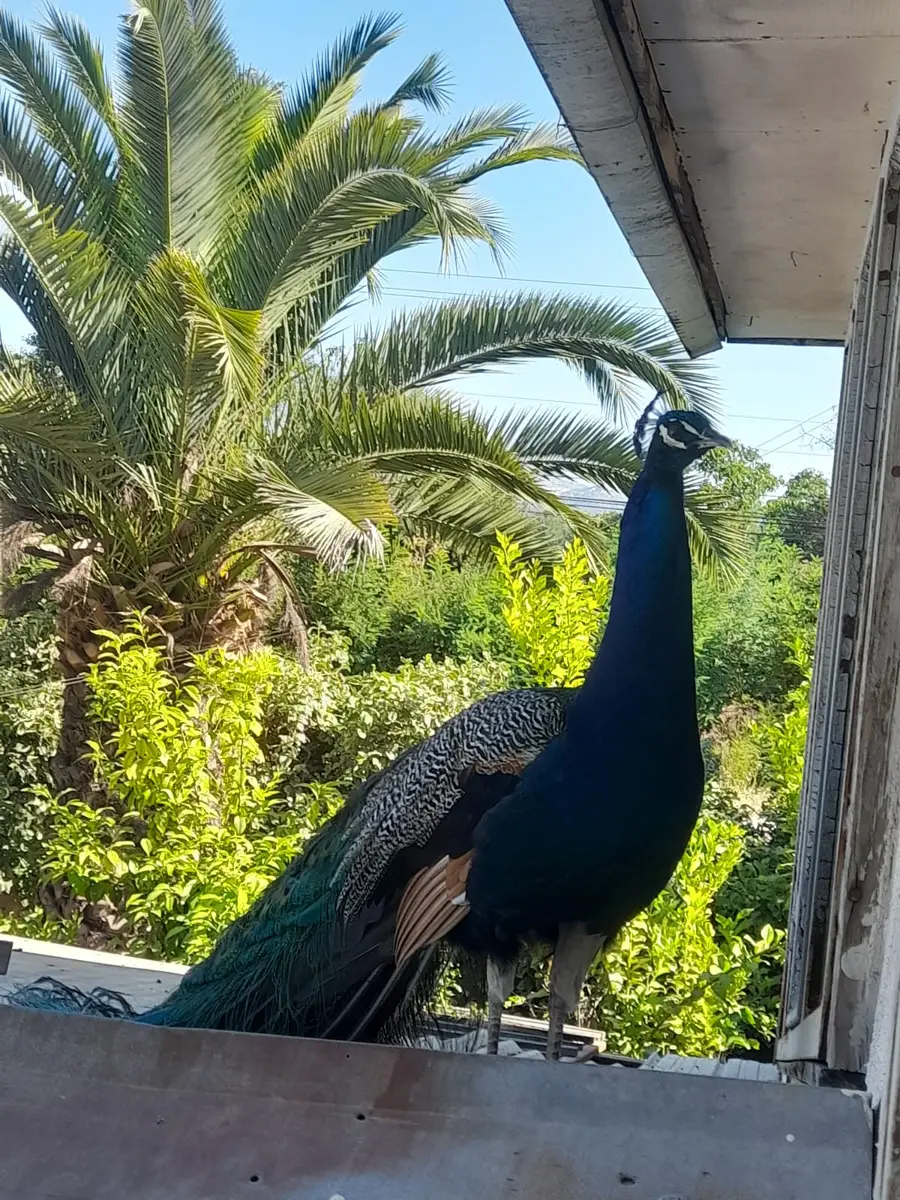 Pavo real azul posado junto a una palmera